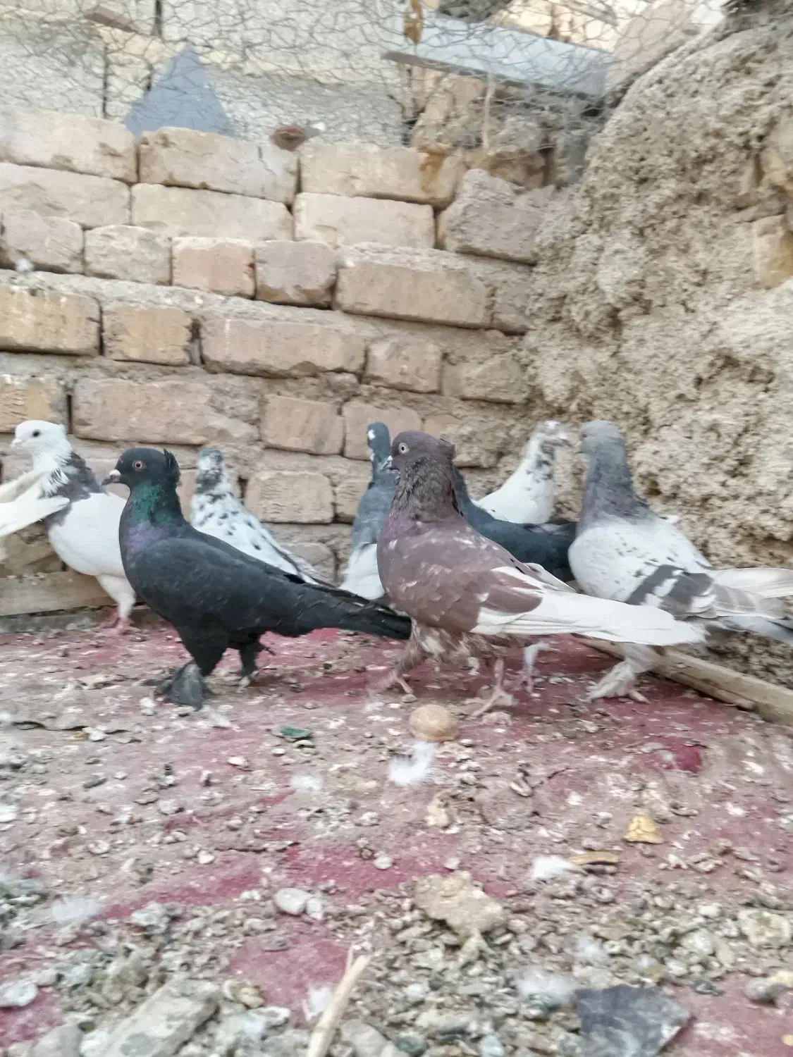 کبوتر|پرنده|شیراز, کرونی(خاتونک)|دیوار