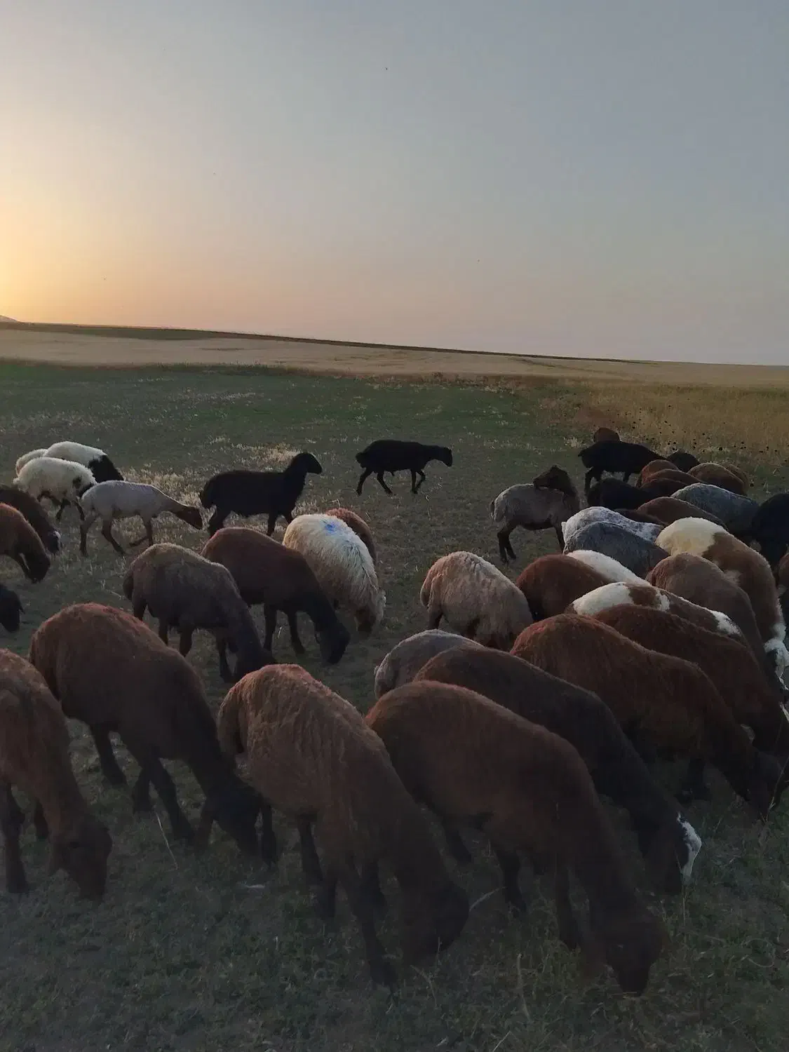 32راس بره نر افشار|حیوانات مزرعه|دهگلان, |دیوار