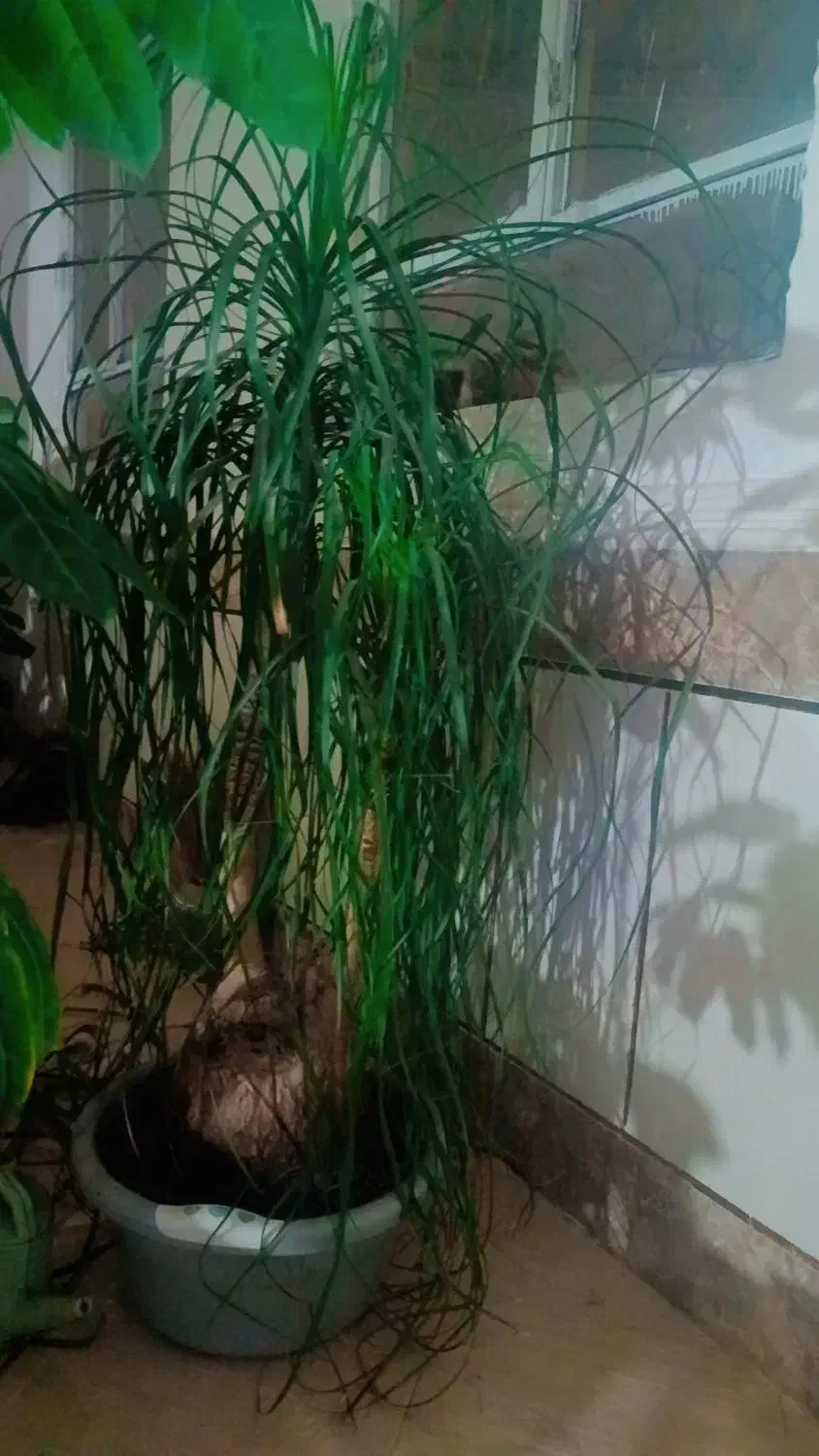 گل لیندا|گل و گیاه طبیعی|زاهدان, |دیوار