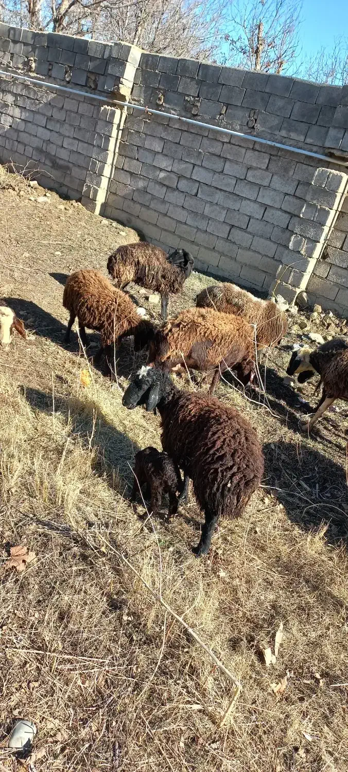 میش زایده|حیوانات مزرعه|هشتگرد, تهران دشت|دیوار