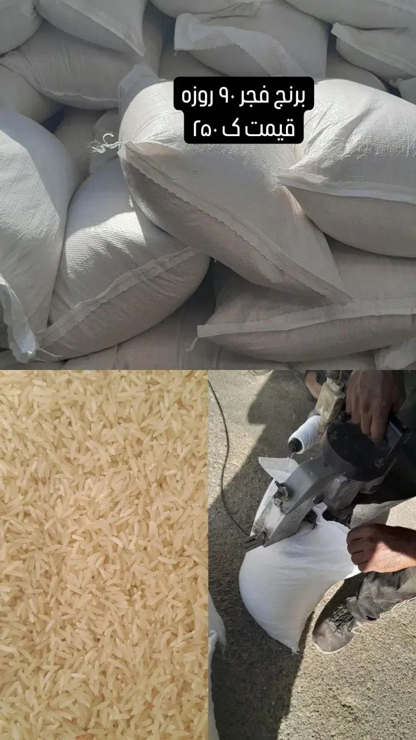 برنج فجر سوزنی|عمدهفروشی|دلند, |دیوار