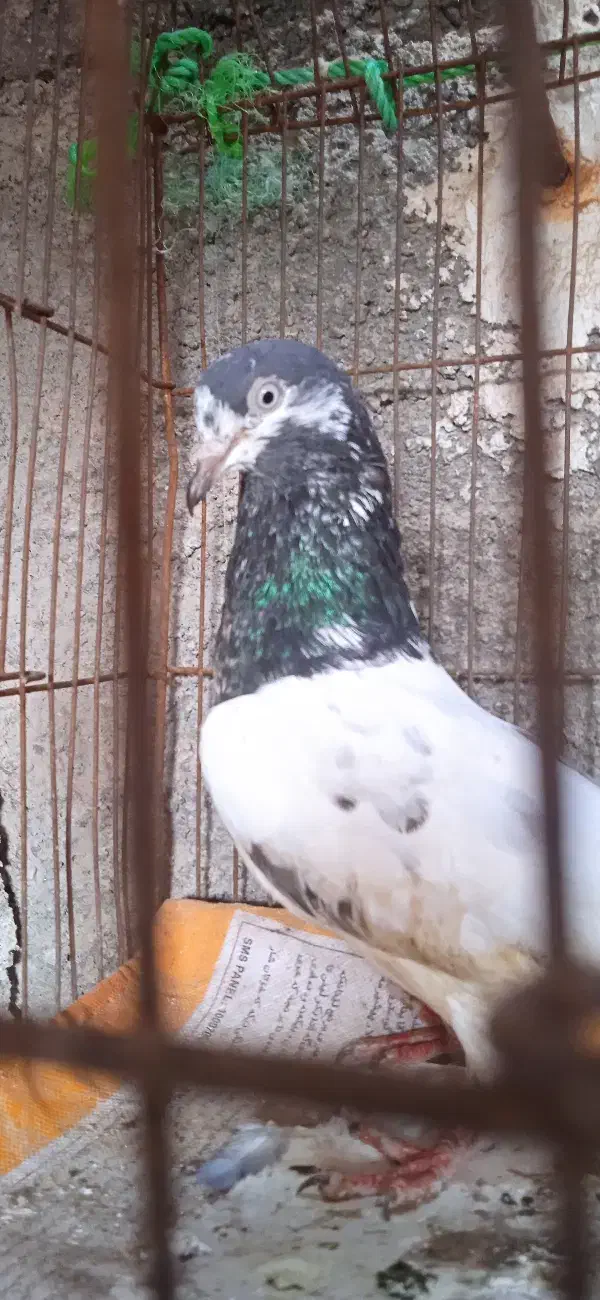 کفتر تیدی|پرنده|میناب, |دیوار