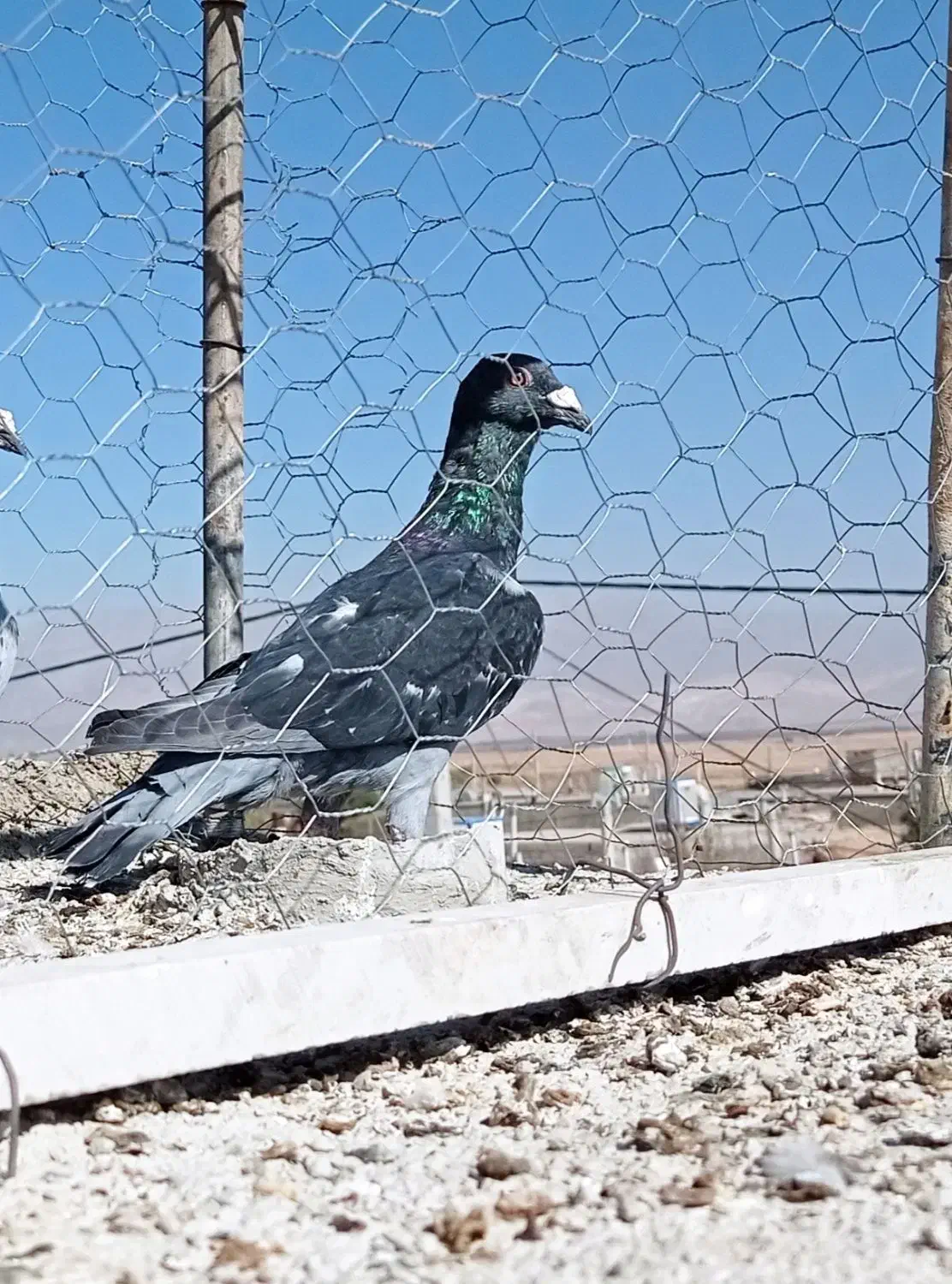 سه تا نر|پرنده|فیروزه, |دیوار