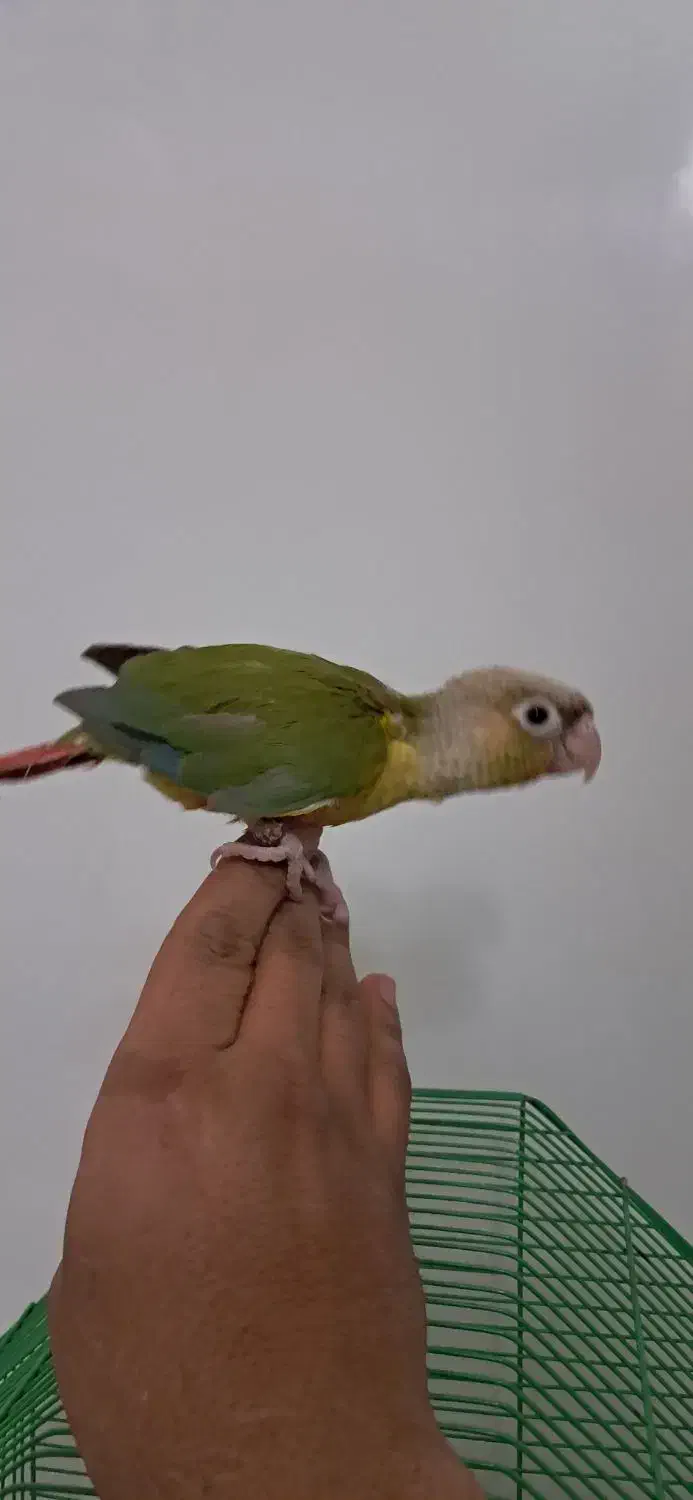 گرینچینک‌۵۰روزه|پرنده|محمدشهر, محمدشهر|دیوار