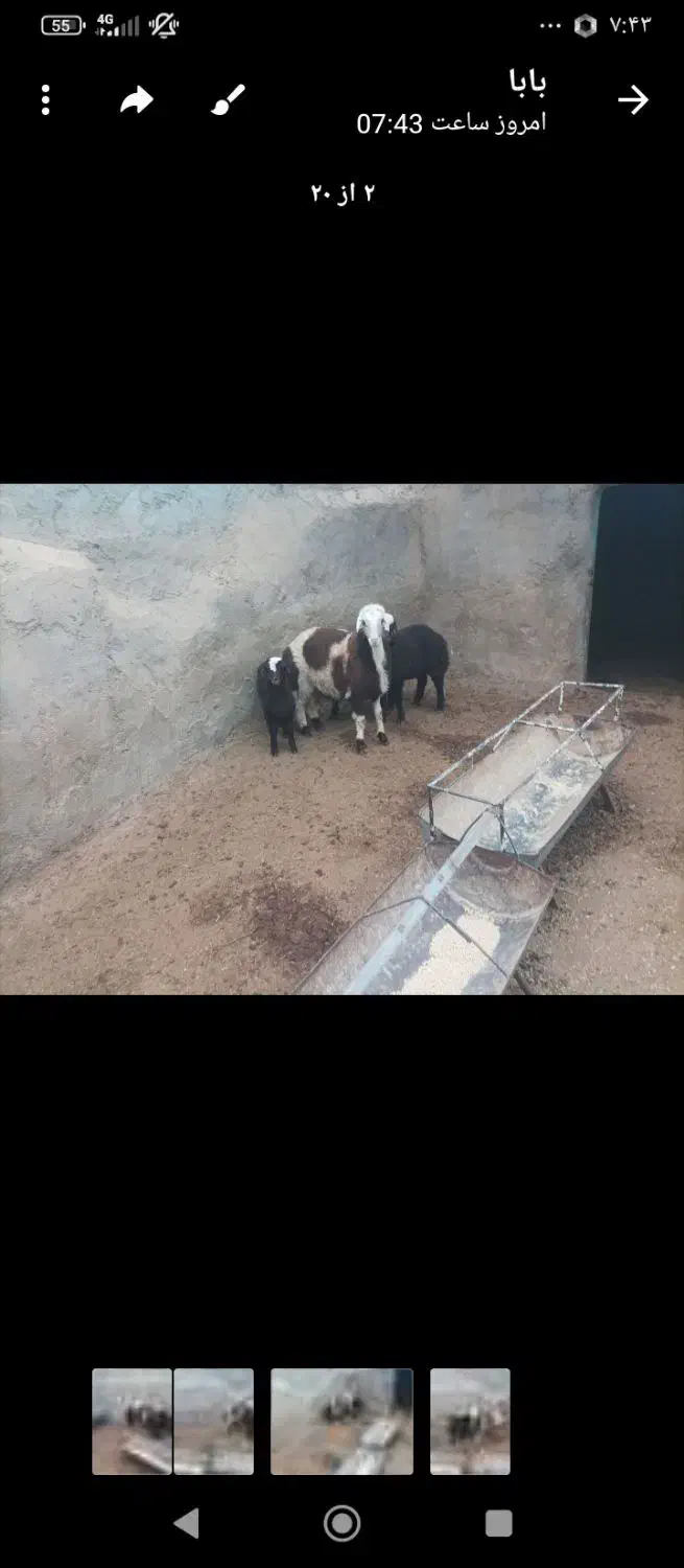 بره|حیوانات مزرعه|سلامی, |دیوار