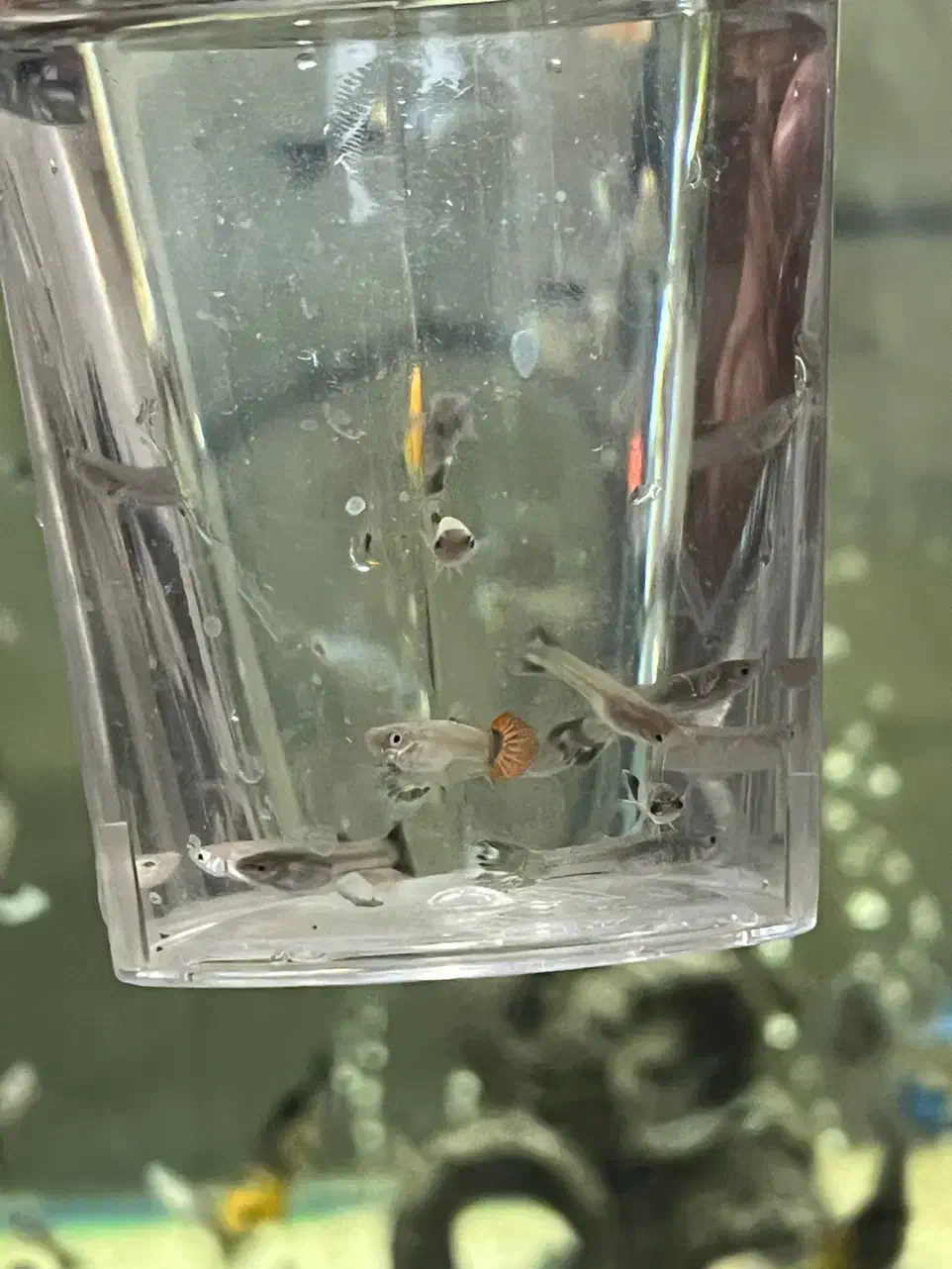 ماهی آکواریوم کوپی و گوپی و سواتل یا دم شمشیری|ماهی|قم, شهرک امام حسین|دیوار