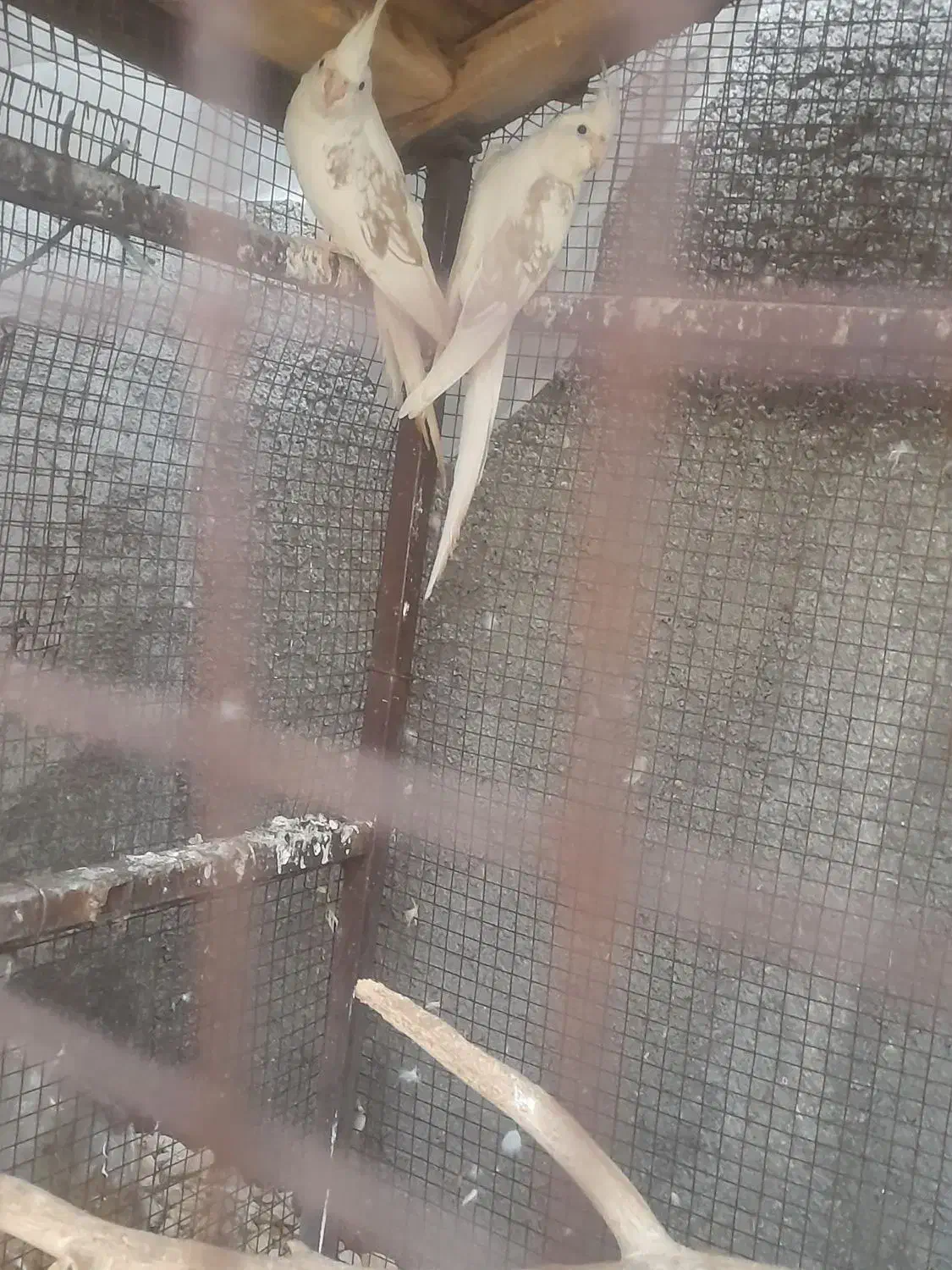 عروس هلندی|پرنده|جم, |دیوار