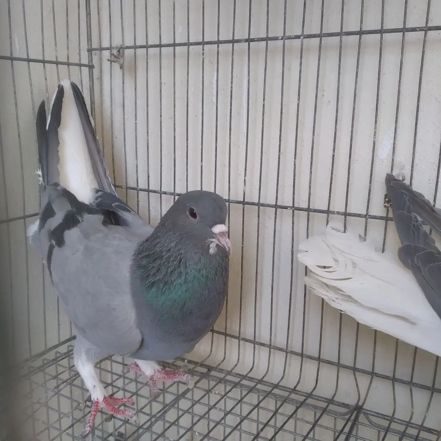 سیاه پشت|پرنده|اصفهان, شهرک زاینده رود|دیوار