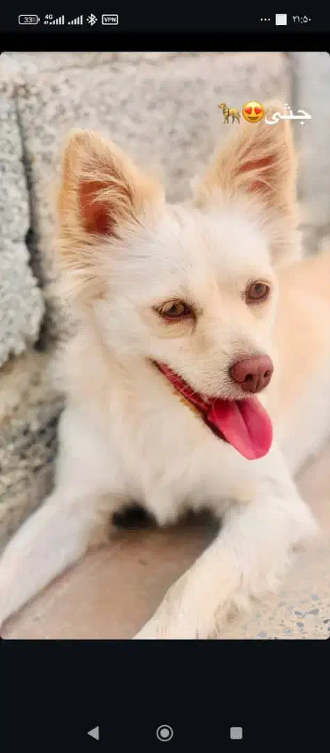 گمشده|حیوانات|بند زرک, |دیوار