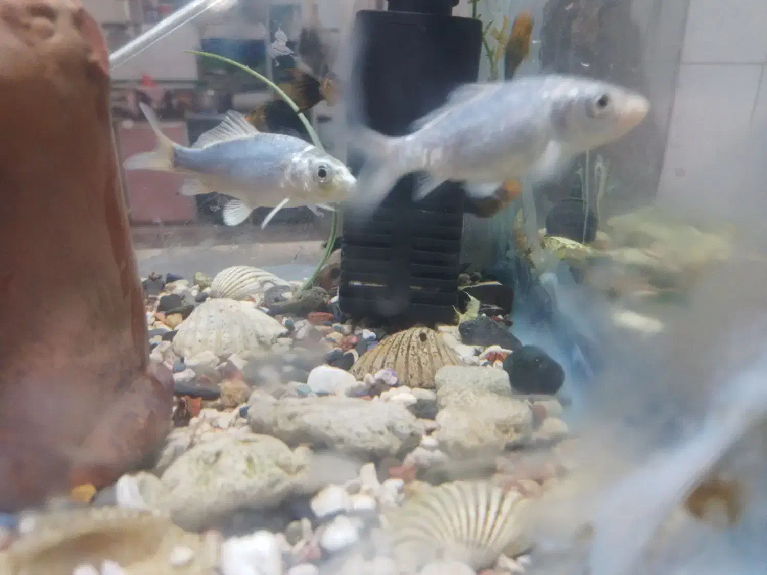 ماهی مولی|ماهی|رفسنجان, |دیوار