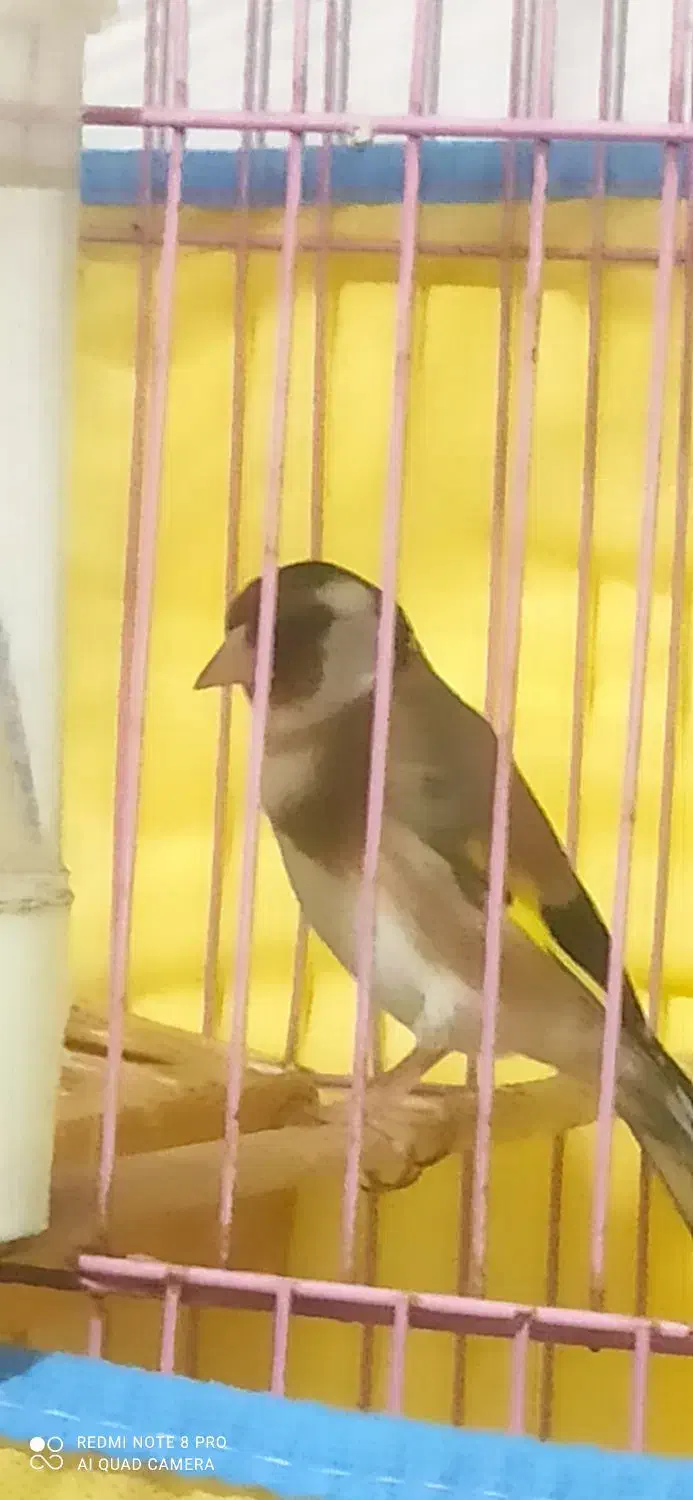 سهره|پرنده|رشت, پیرکلاچای|دیوار