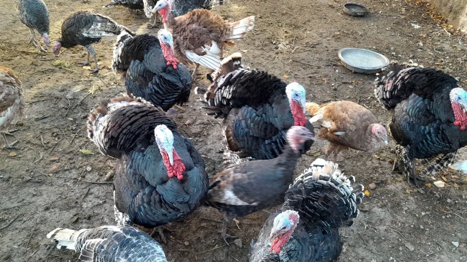 بوقلمون طبیعی|حیوانات مزرعه|مشگین شهر, |دیوار