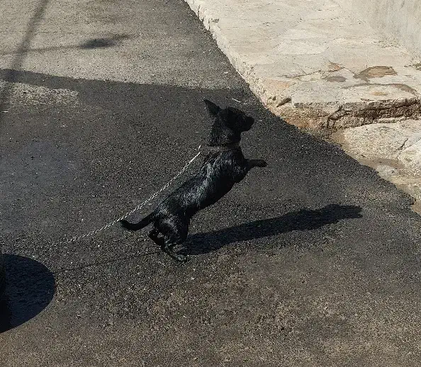 سگ پا کوتاه|سگ|حمیل, |دیوار