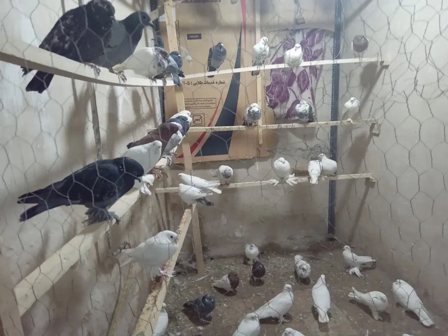 کبوتر سرای اسلام|پرنده|مرند, |دیوار