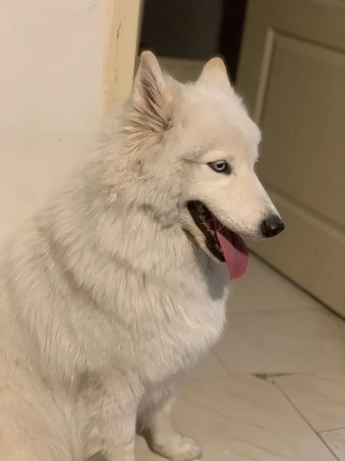 واگذاری فوری سامویید|سگ|کرج, کمال‌شهر|دیوار