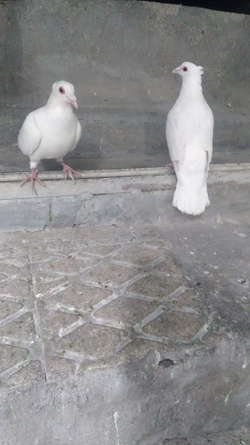 سلام جفت سفید کاکلی چشم قرمز|پرنده|تهران, مشیریه|دیوار