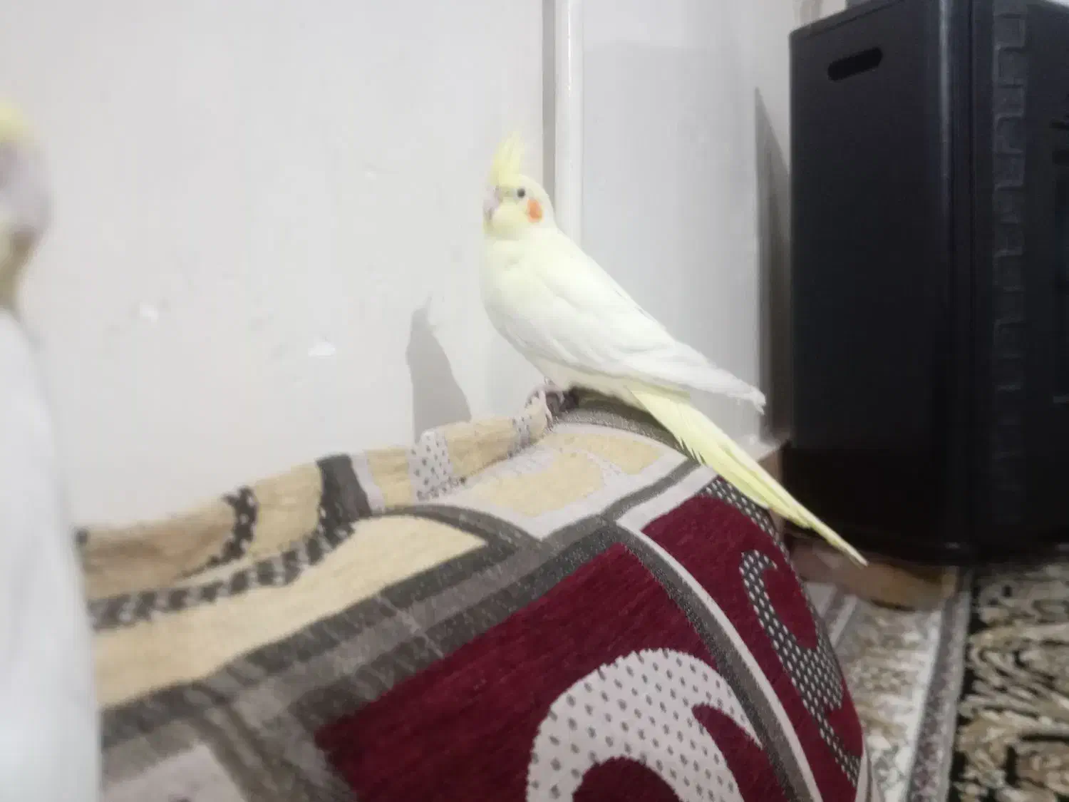 عروس هلندی نر جوان و سالم|پرنده|تربت جام, میان جام|دیوار