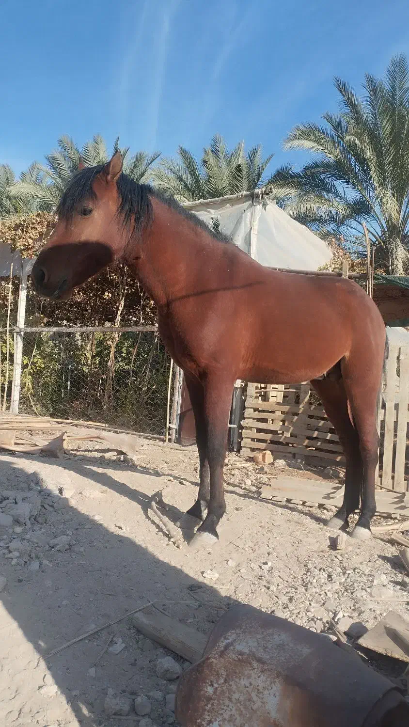 اسب نر مسابقه|اسب و تجهیزات اسبسواری|سراوان, |دیوار