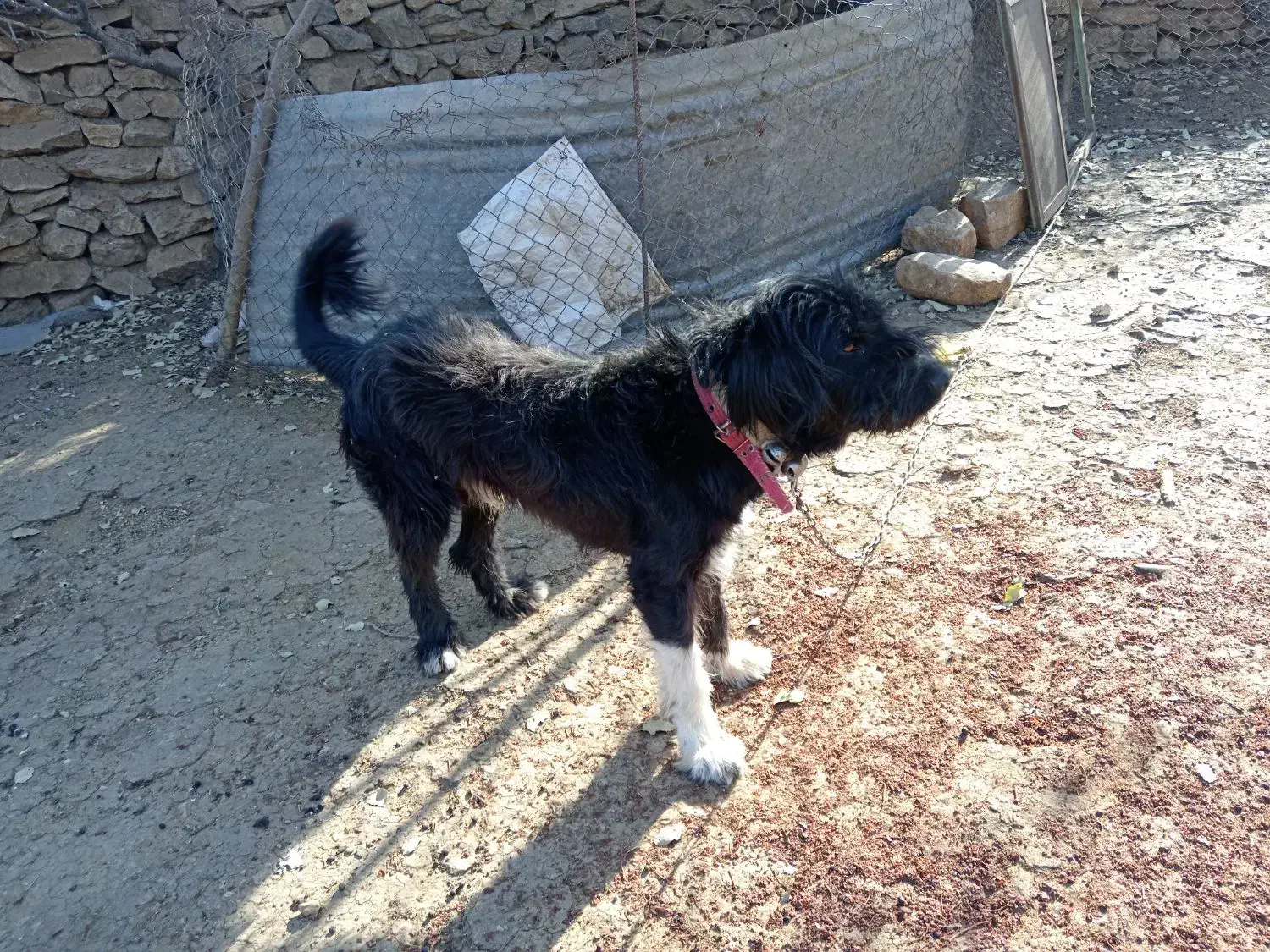 سگ ریشی|سگ|دشمن زیاری, |دیوار