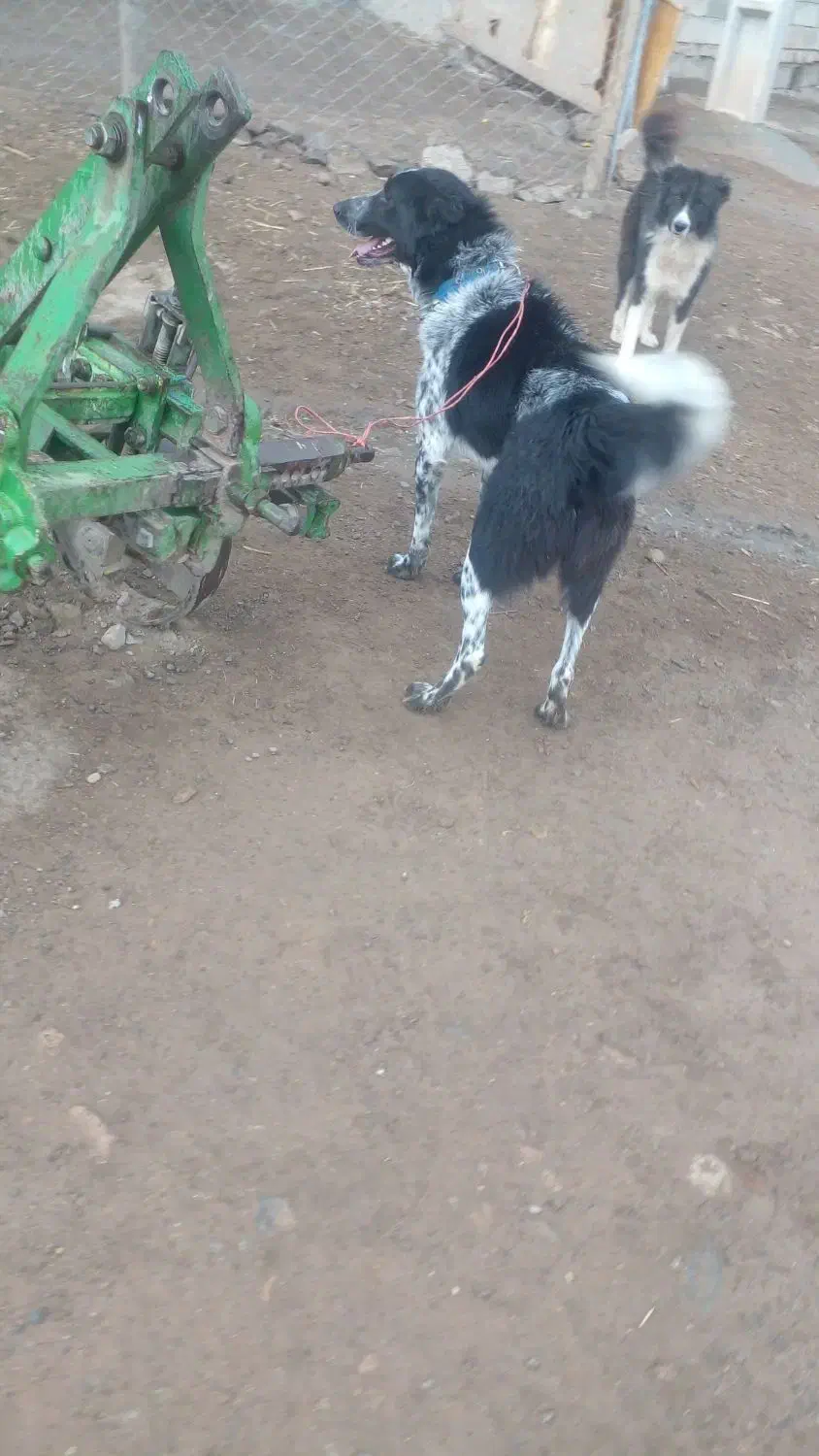 سگ قدرجونی اصل|سگ|صحنه, |دیوار