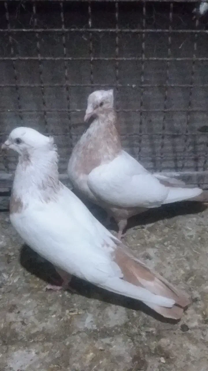 تعدادی کبوتر نر وماده هم جفتی هم تکی|پرنده|تاکستان, |دیوار