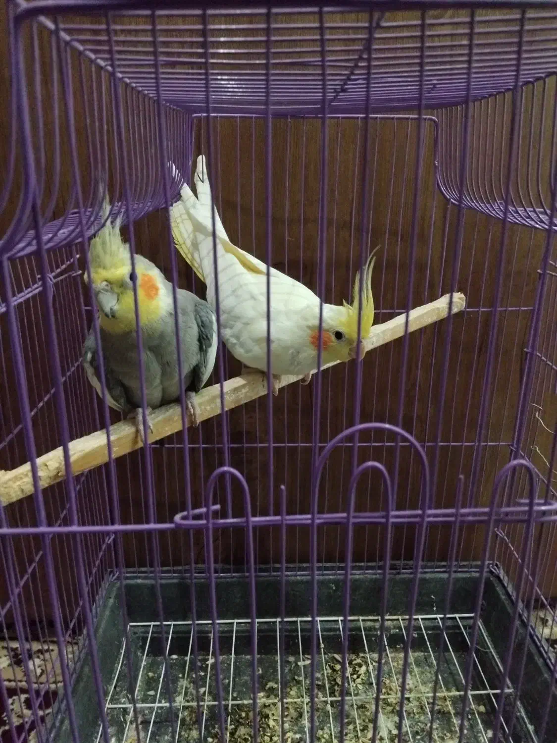 عروس هلندی|پرنده|کاشان, مشکات|دیوار