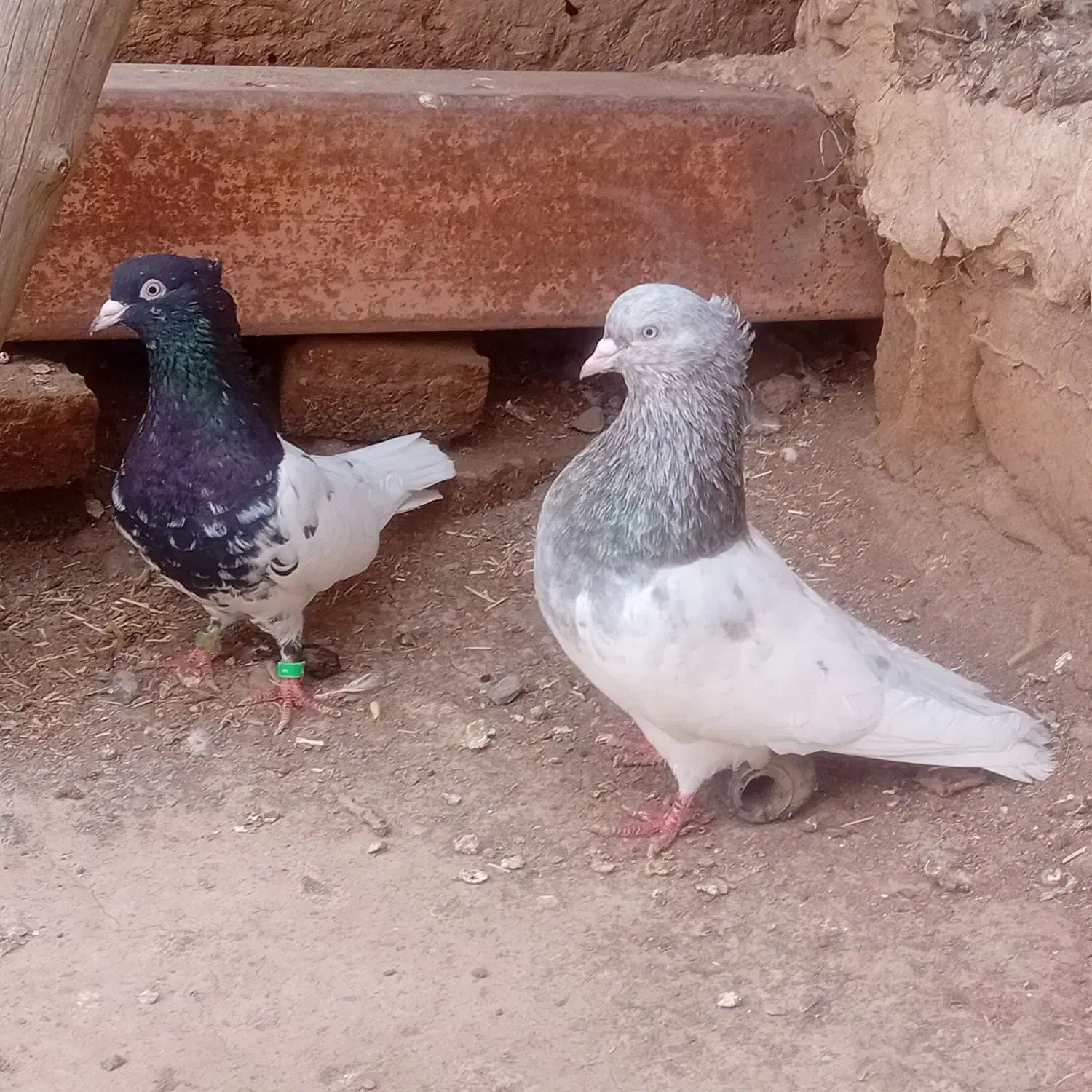 کبوتر رنگی|پرنده|تربت‌حیدریه, پائین ولایت|دیوار