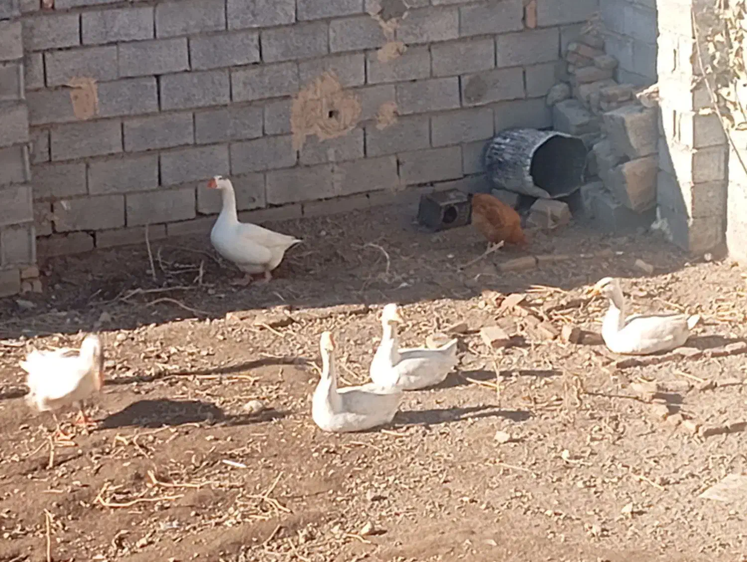 غاز محلی|حیوانات مزرعه|مشگین شهر, |دیوار