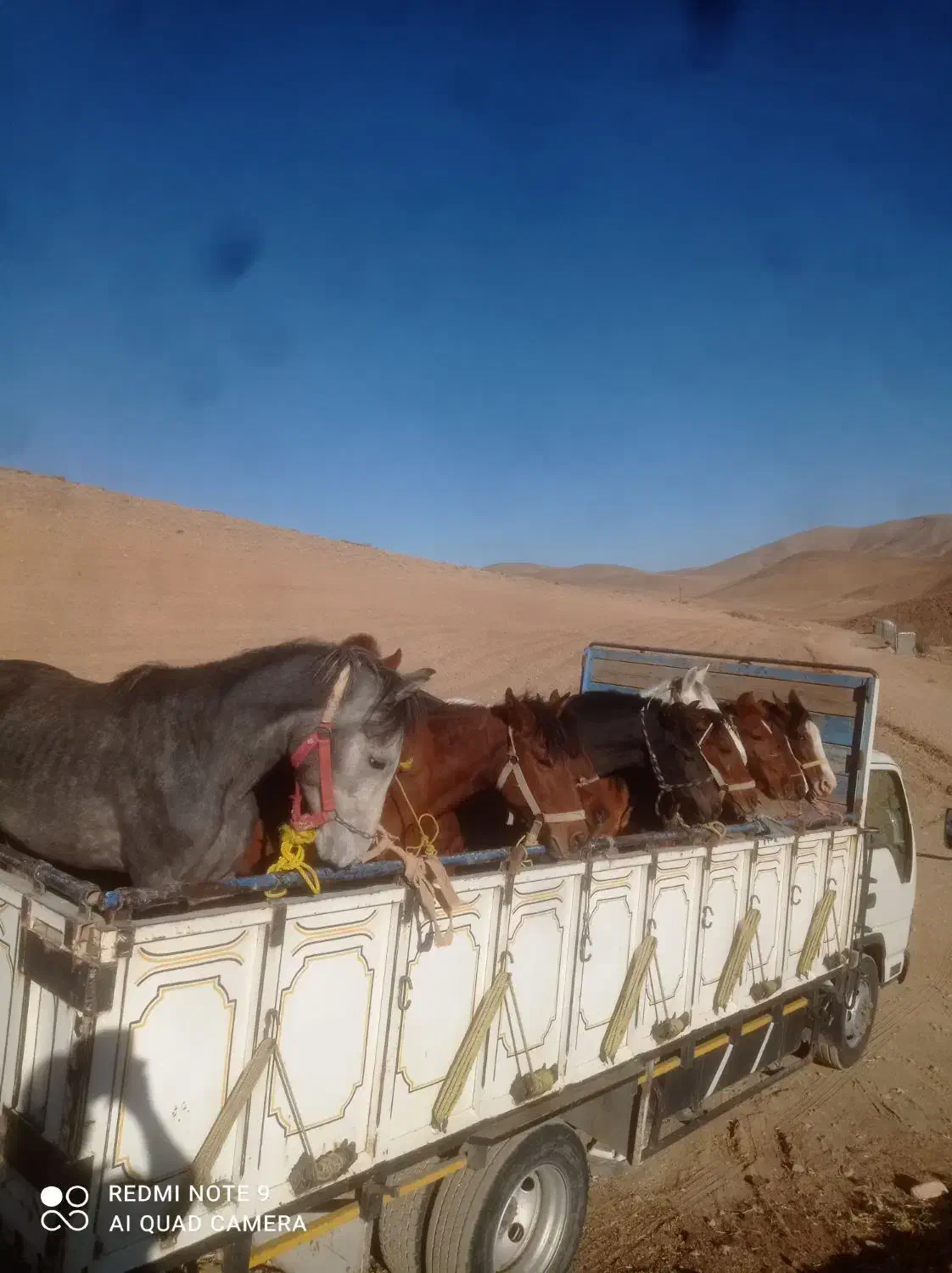 خریدوفروش اسب پالونی وباری|اسب و تجهیزات اسب‌سواری|لاران, |دیوار