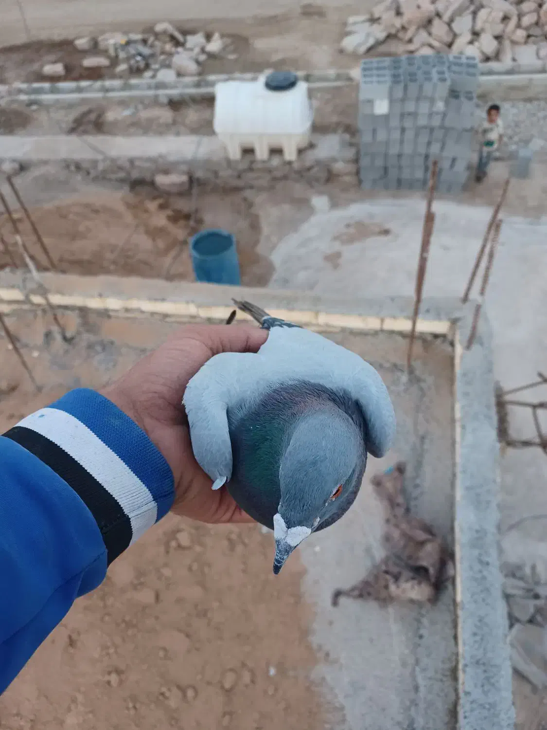 کبوتر پلاکی|پرنده|رامشیر, |دیوار