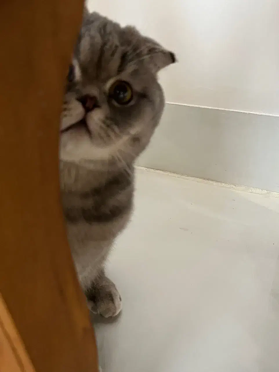 گربه|گربه|رفسنجان, |دیوار