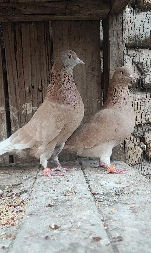 جفت زرد پرش بالا|پرنده|قم, بنیاد|دیوار