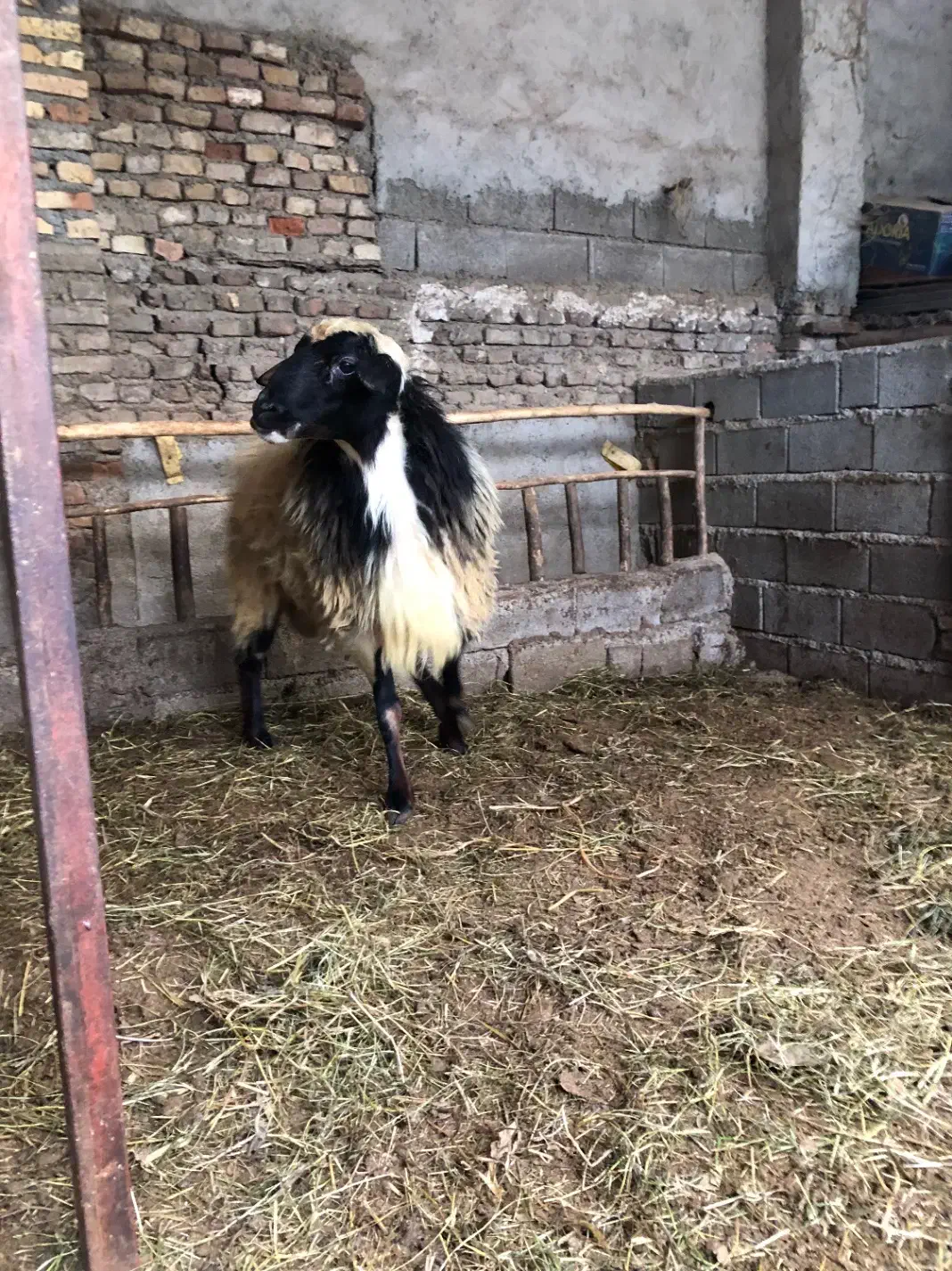 گوسفند نر جوون بسیار عای|حیوانات مزرعه|قائم‌شهر, |دیوار