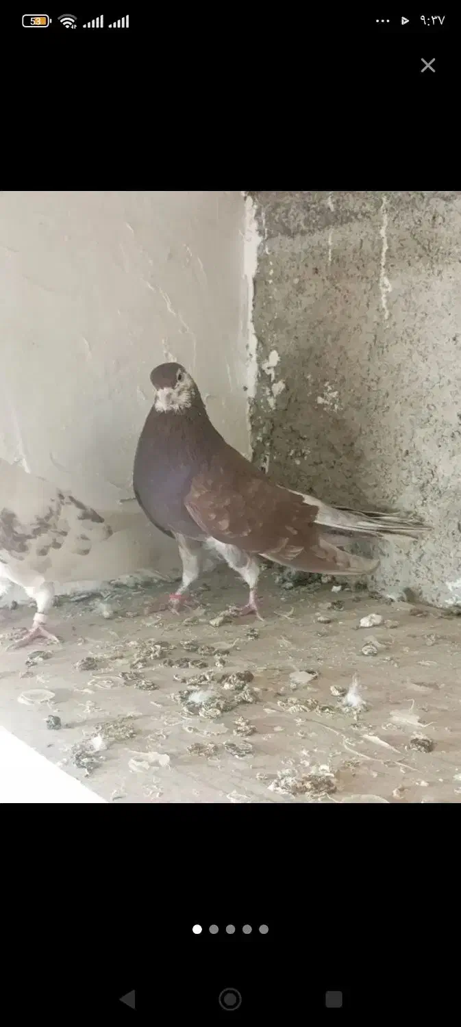 کفتر نر زمانی بشرط ساعت سنگین|پرنده|وحیدیه, |دیوار