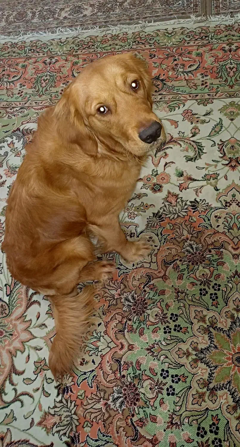 گلدن رتریور|سگ|شهریار, شهریار|دیوار