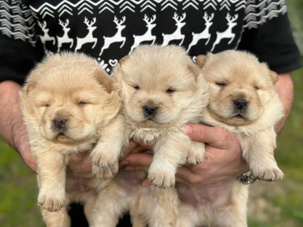 چاوچاو توله و بالغ در همه رنگ|سگ|تهران, قیطریه|دیوار