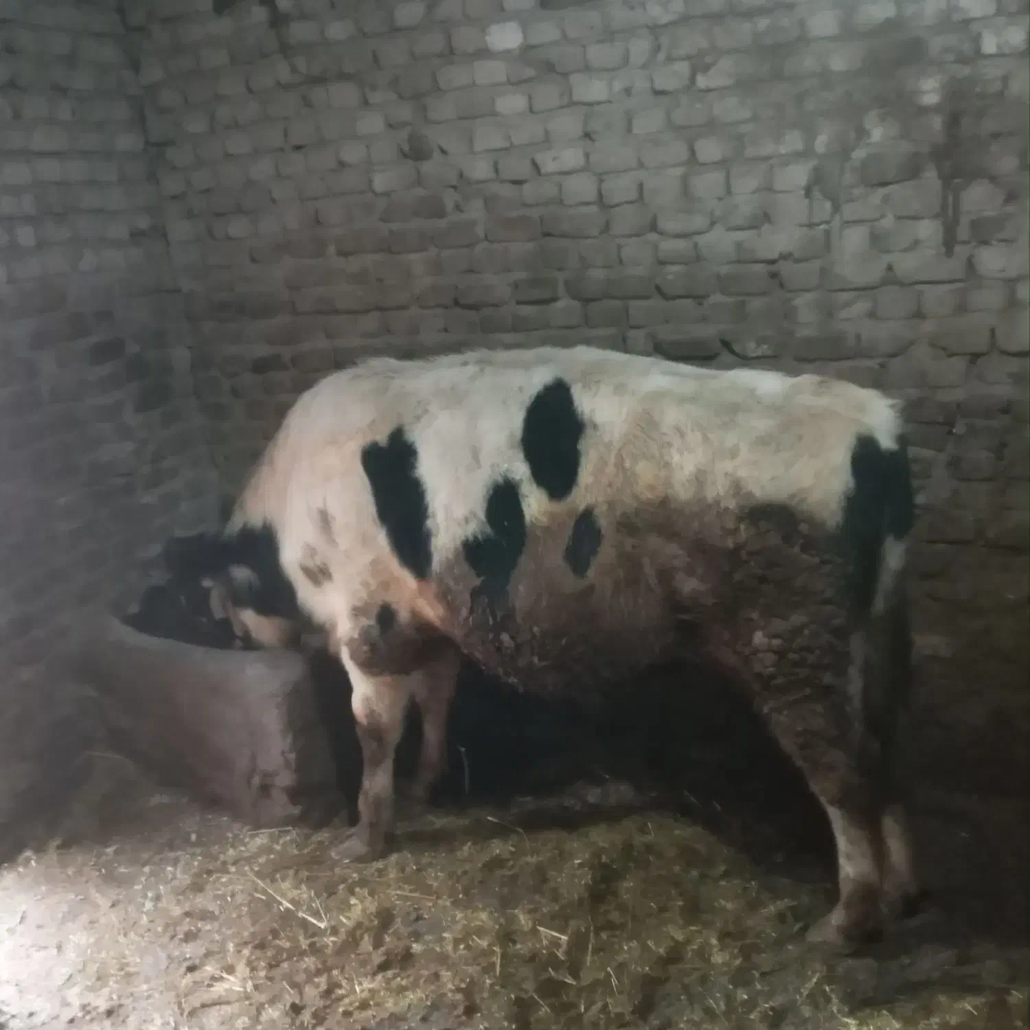 گاو نر سیمیتال|حیوانات مزرعه|شیروان (لرستان), |دیوار