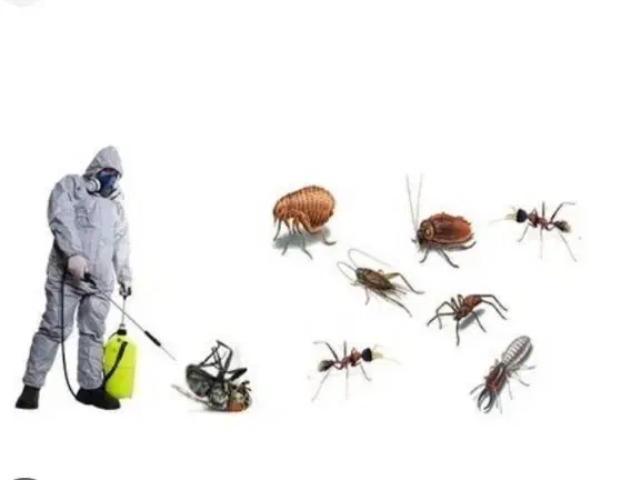 سم پاشی|خدمات نظافت|بیرجند, |دیوار