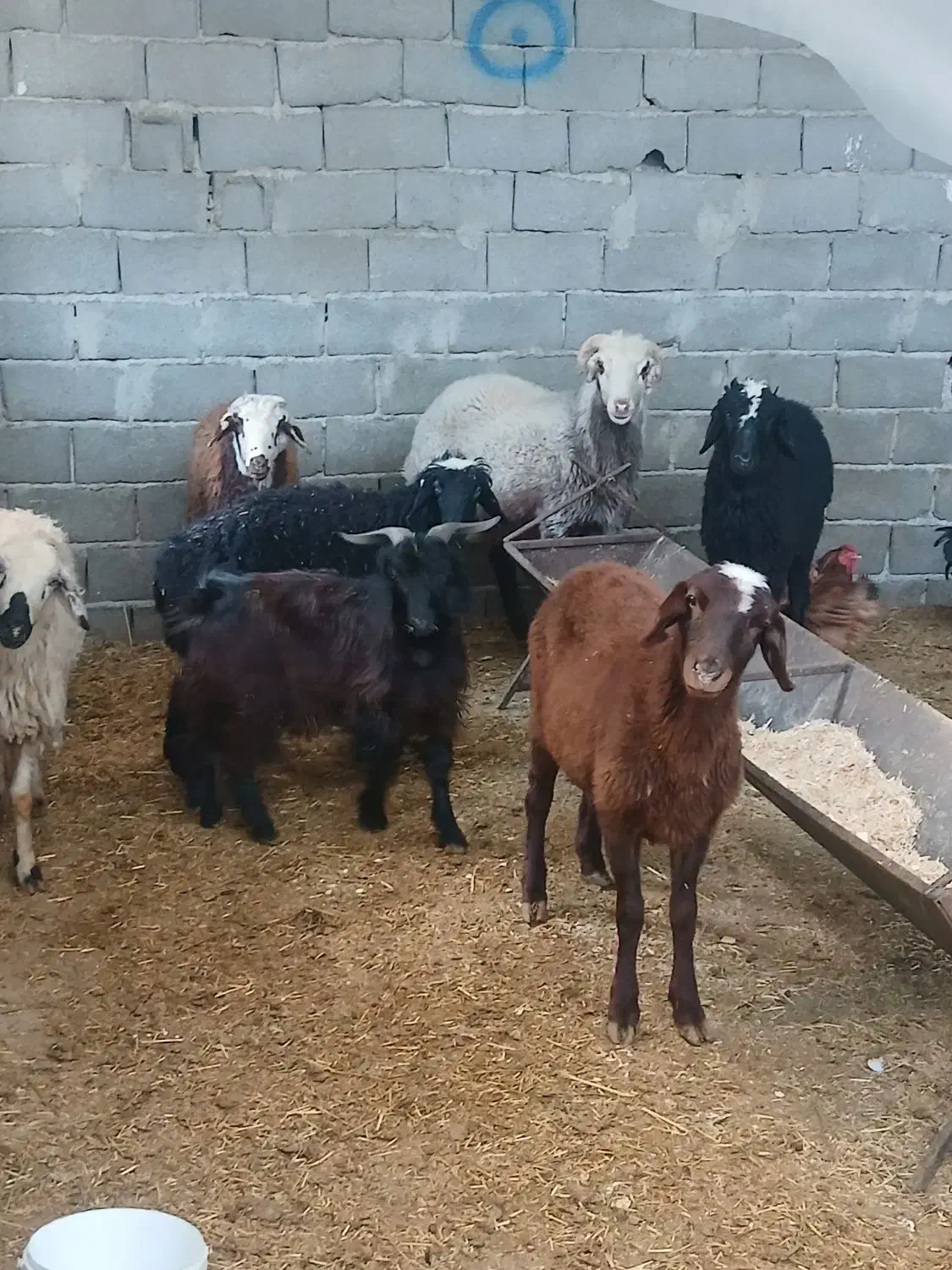 گوسفند بره نر و ماده|حیوانات مزرعه|محمدشهر, محمدشهر|دیوار