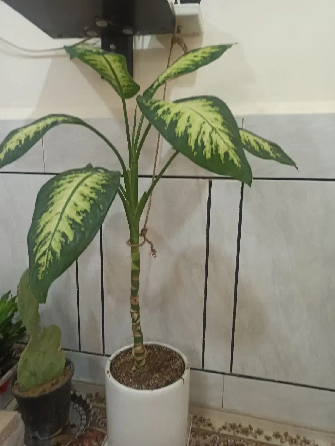 گل دیفن|گل و گیاه طبیعی|اندیمشک, |دیوار