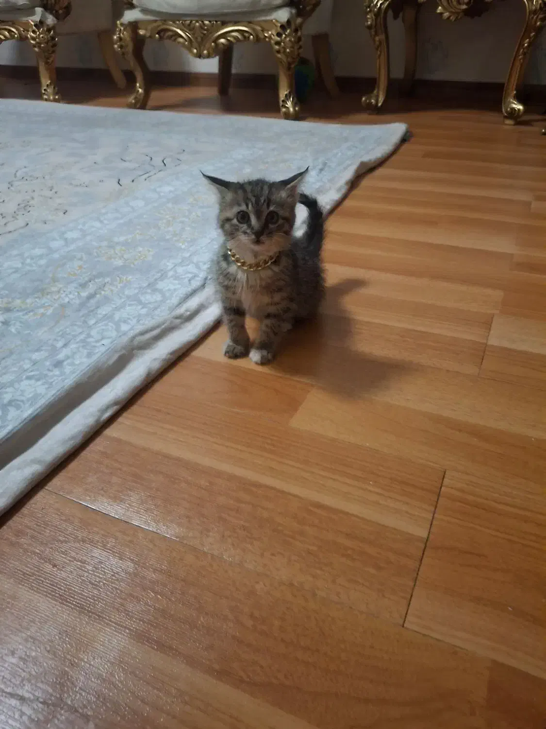 واگذاری بچه گربه|گربه|زنجان, |دیوار