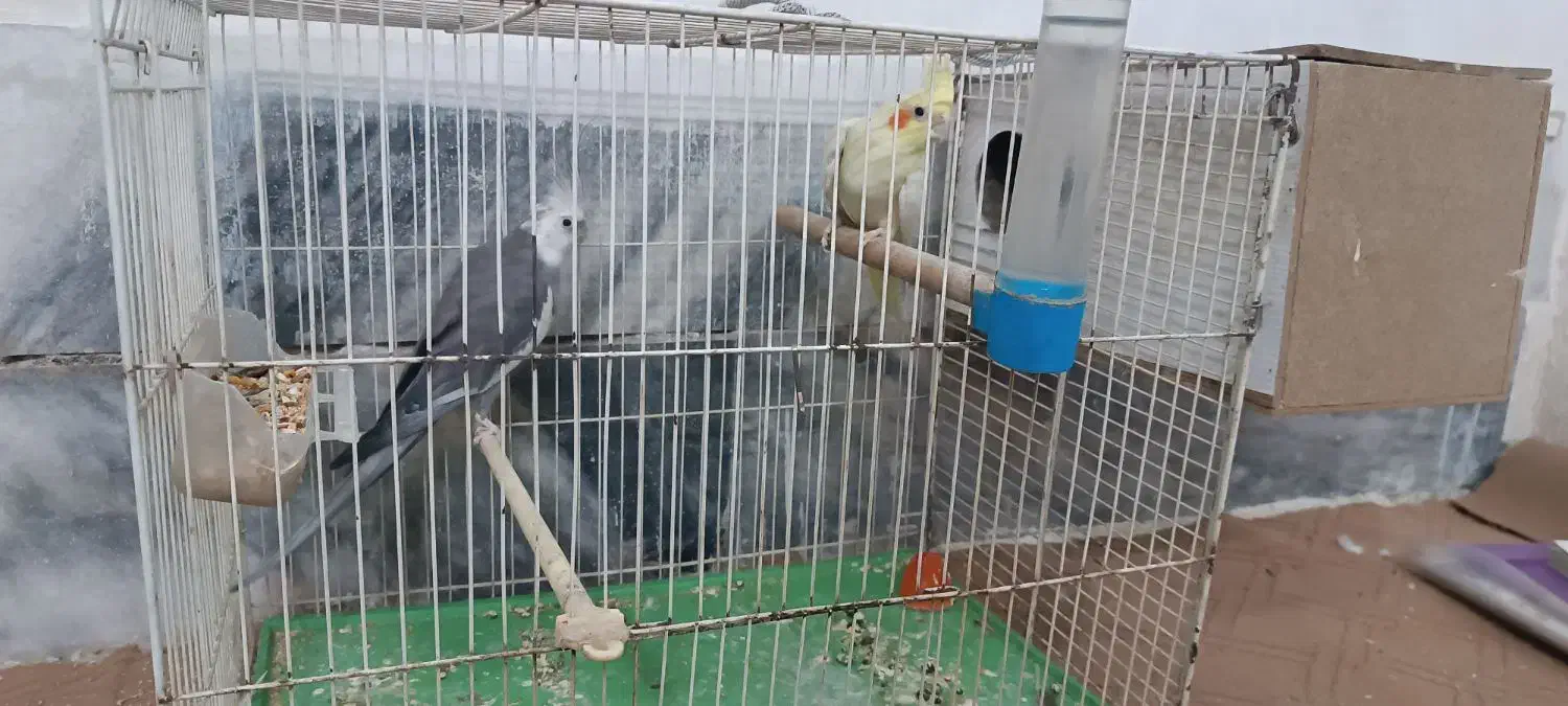 عروس هلندی|پرنده|مشهد, کارگران|دیوار