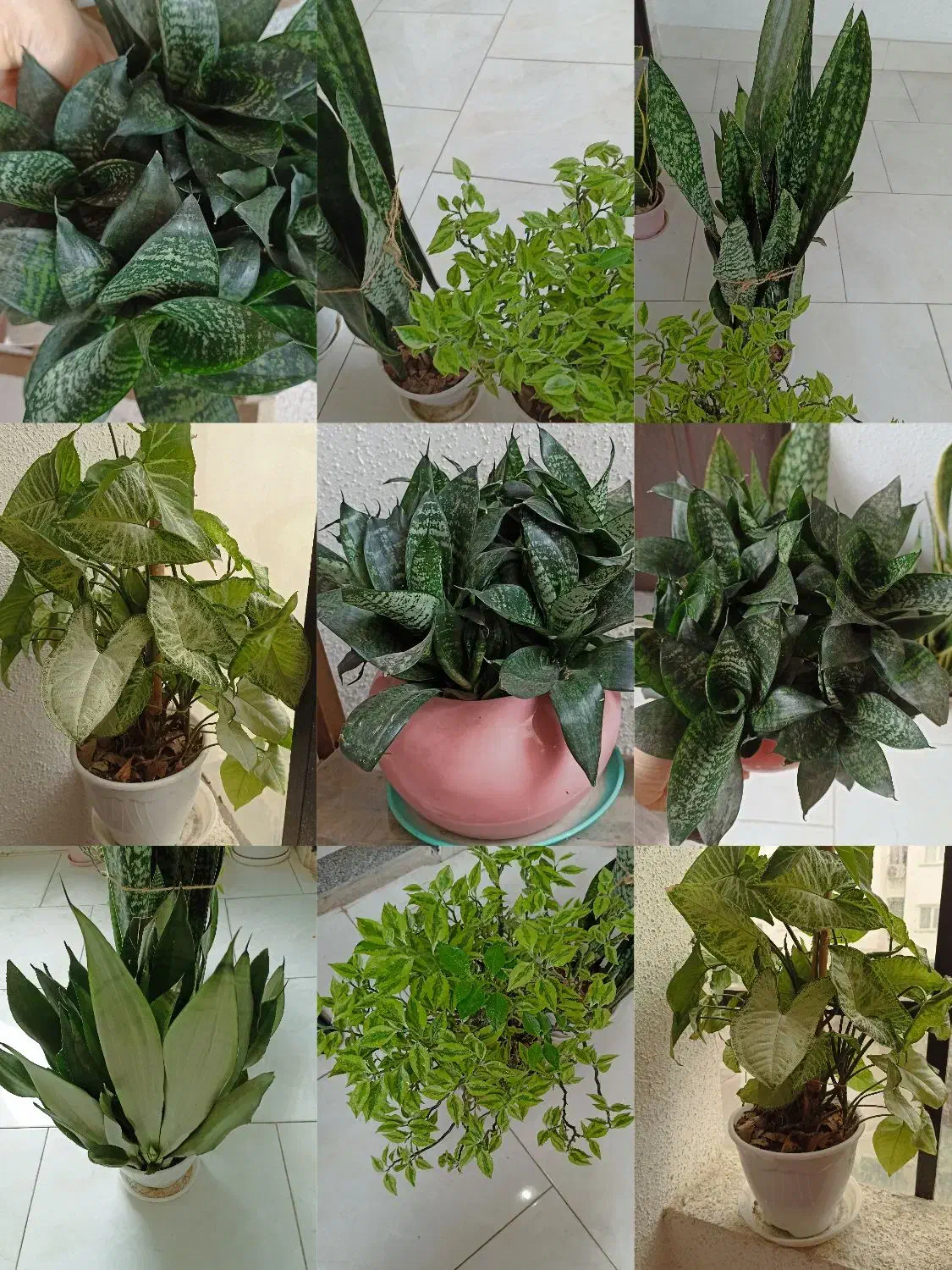 گلهای طبیعی|گل و گیاه طبیعی|رشت, کوی مهر|دیوار