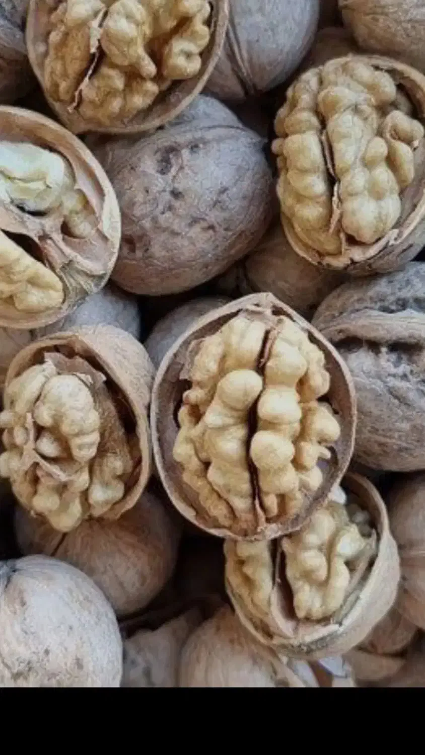 گردوکاغذی محلی هسته پر وتمیز|خوردنی و آشامیدنی|سردشت, |دیوار