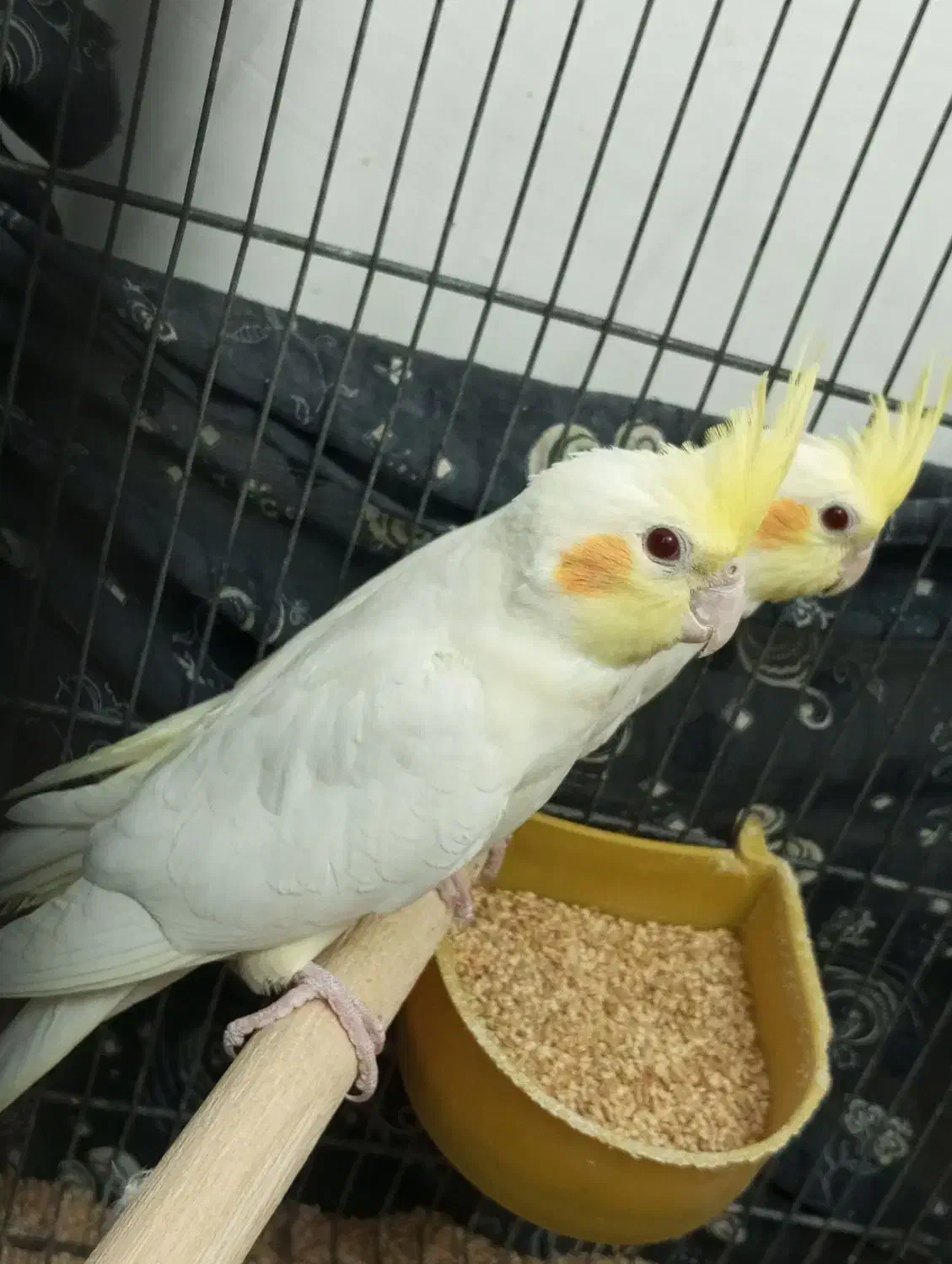 عروس هلندی به شرط سالمی میدم|پرنده|قم, سراجه (۱۵ خرداد)|دیوار