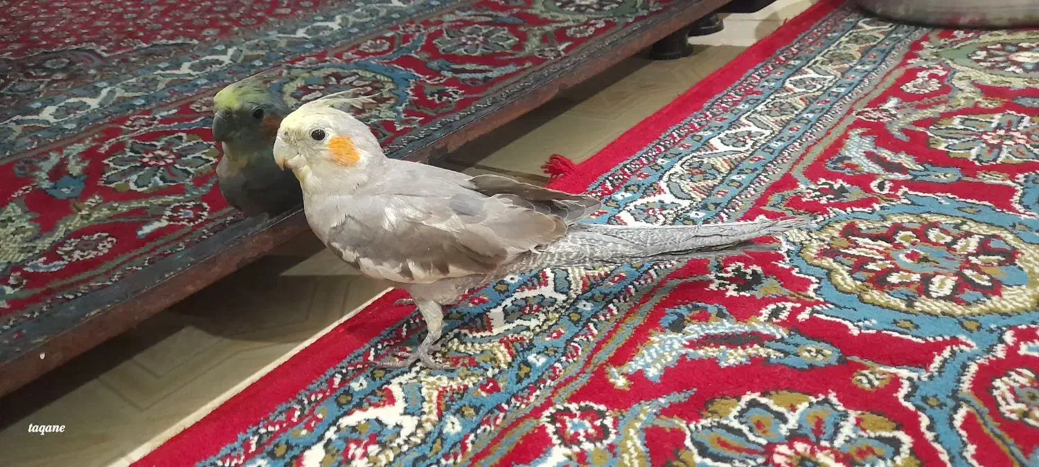 پرنده|پرنده|مریوان, |دیوار