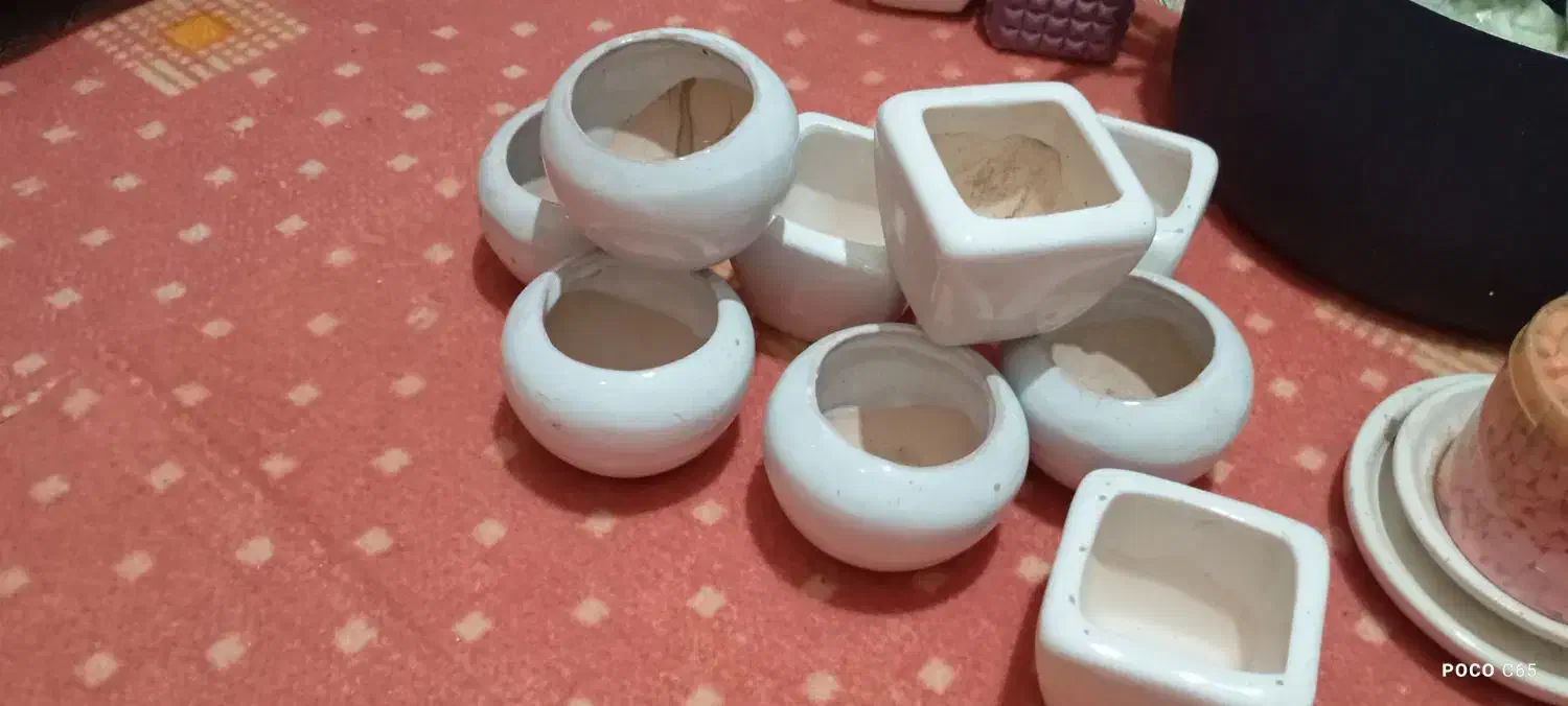 گلدون مخصوص کاکتوس|گل و گیاه طبیعی|کرج, شهرک نهال و بذر|دیوار