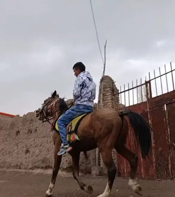 اسب نریان کورد|اسب و تجهیزات اسبسواری|تبریز, |دیوار