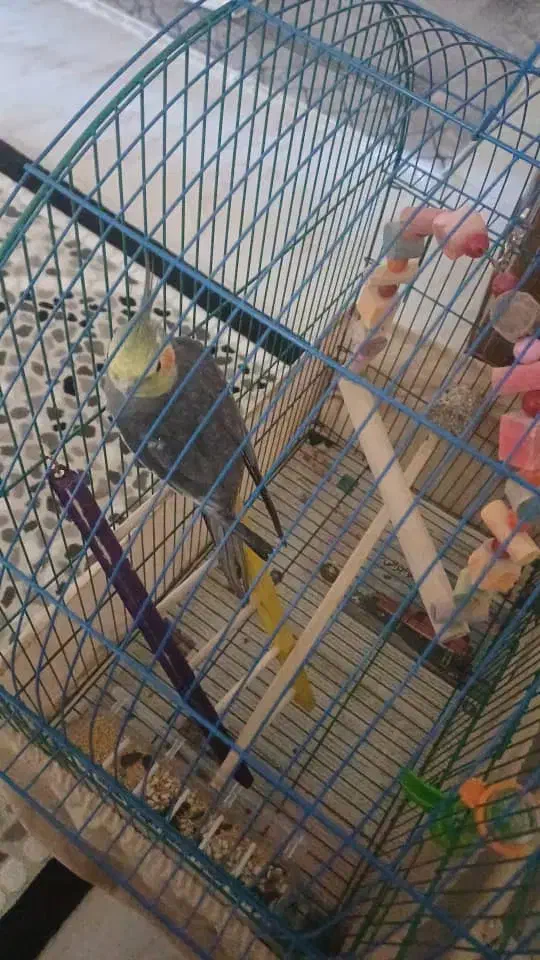 عروس هلندی|پرنده|ماکو, |دیوار