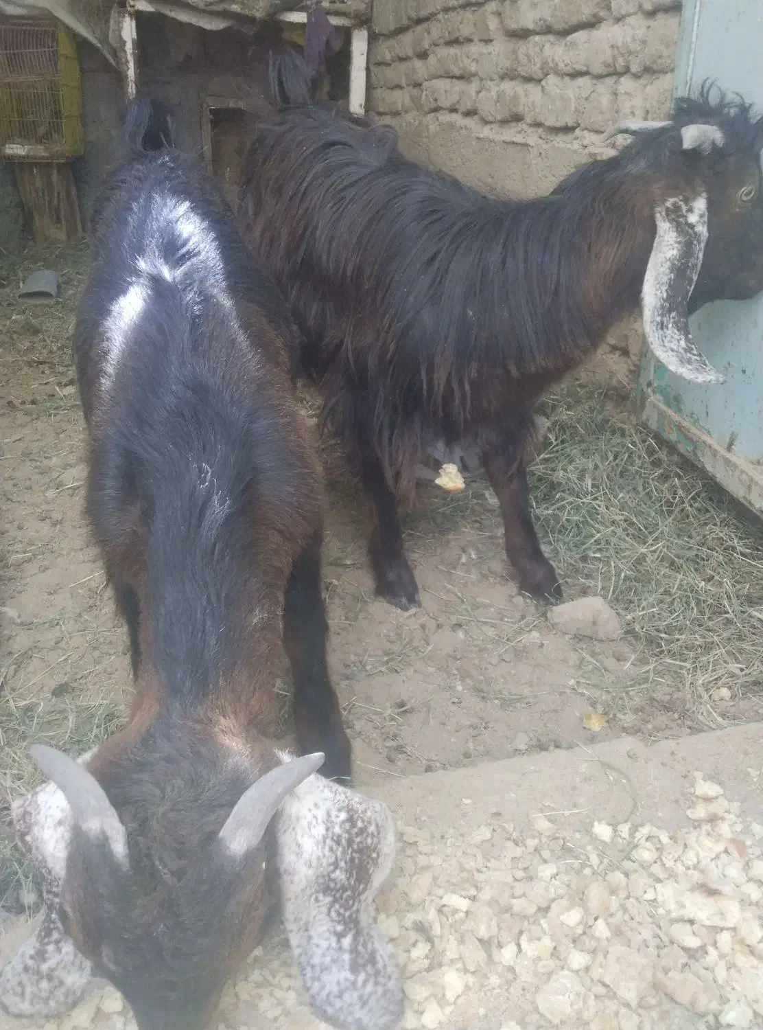 کهر ه نر|حیوانات مزرعه|زاهدان, |دیوار